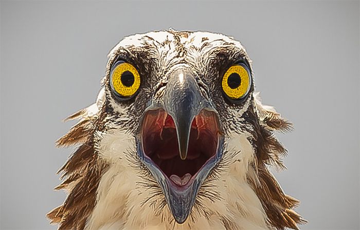 animal photography