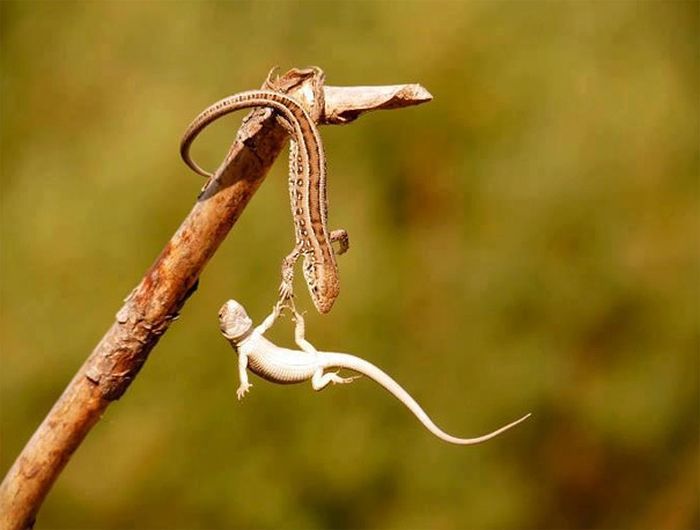 animal photography