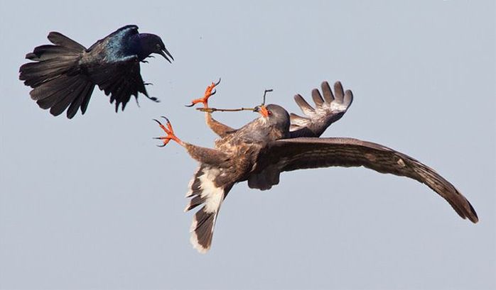 animal photography