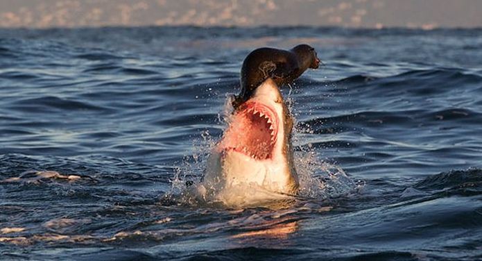animal photography