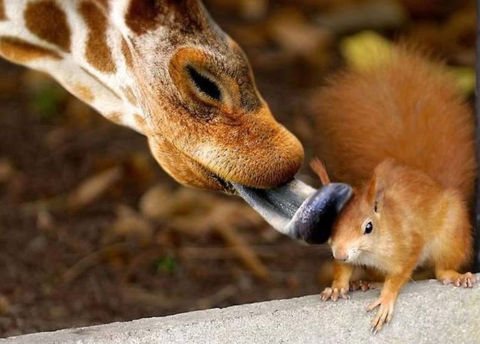 animal photography