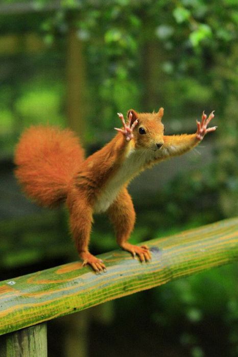 animal photography