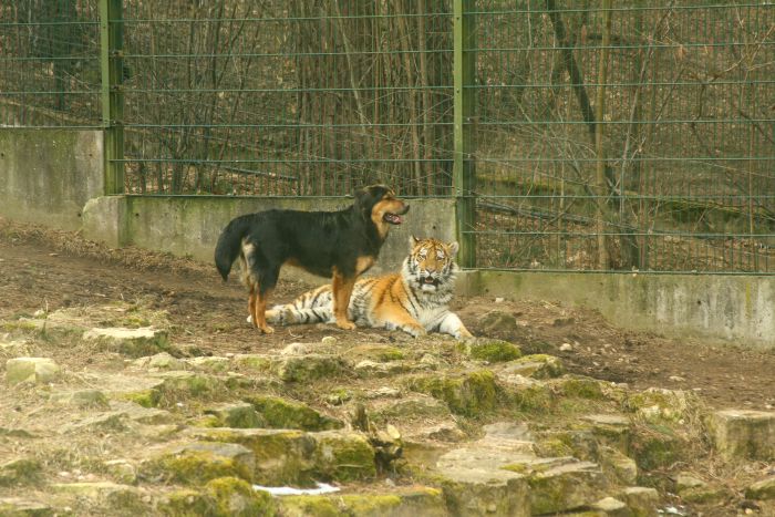 tiger and a dog