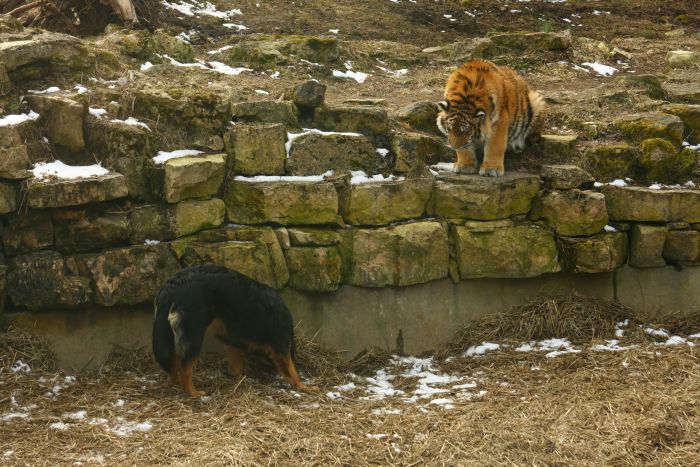 tiger and a dog