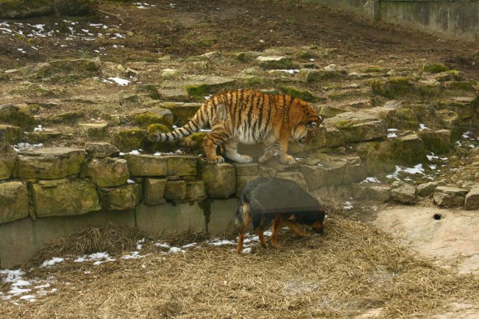 tiger and a dog
