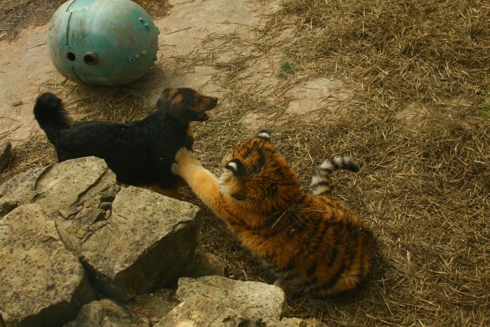 tiger and a dog