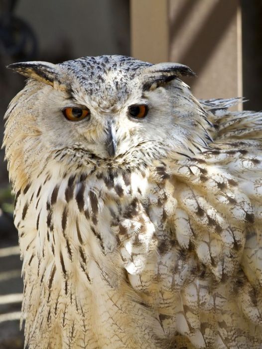 owl birds