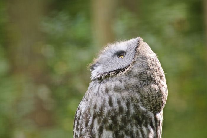 owl birds