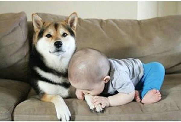 dog and the child friends