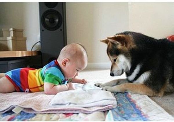 dog and the child friends