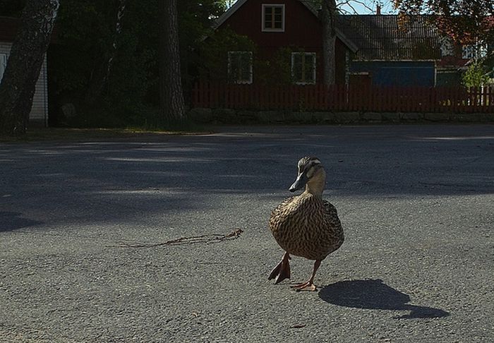 ducks on park spaces