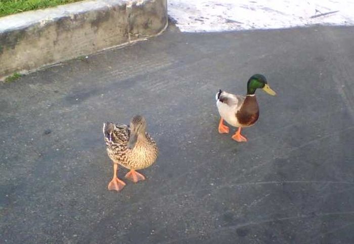 ducks on park spaces