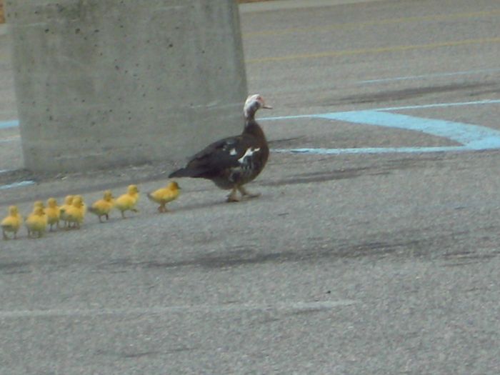 ducks on park spaces