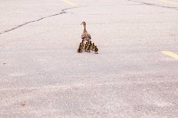 ducks on park spaces