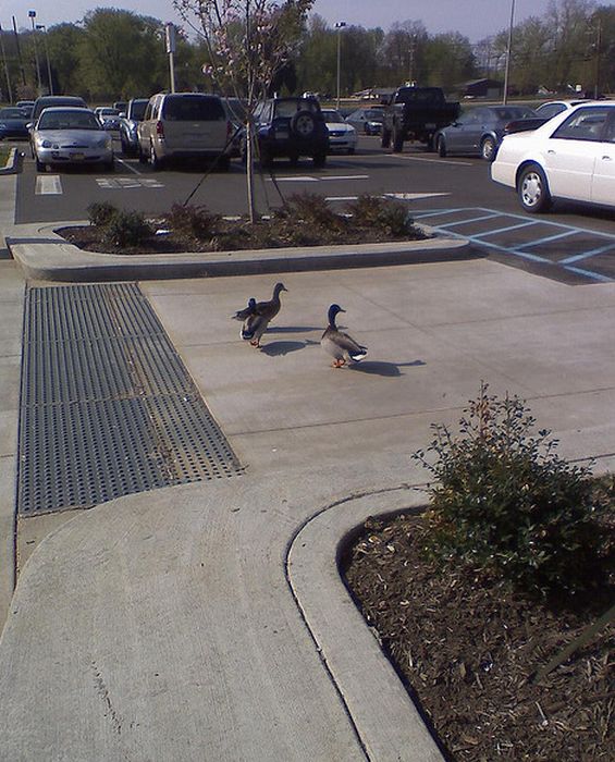 ducks on park spaces