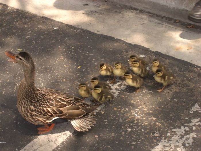 ducks on park spaces