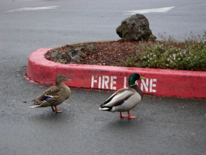 ducks on park spaces