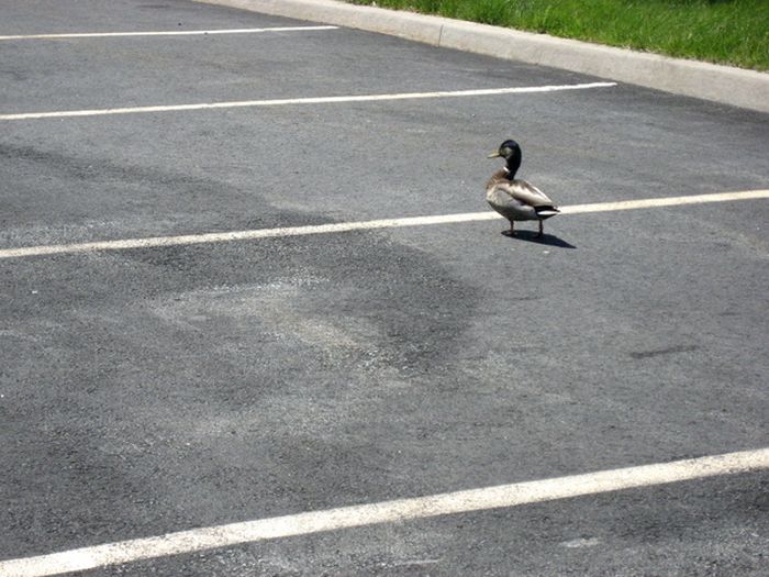 ducks on park spaces