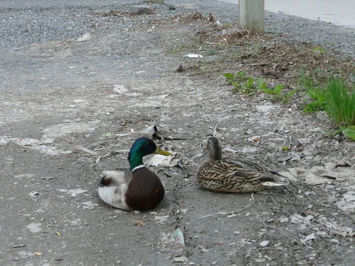 ducks on park spaces