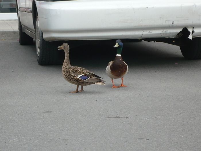 ducks on park spaces