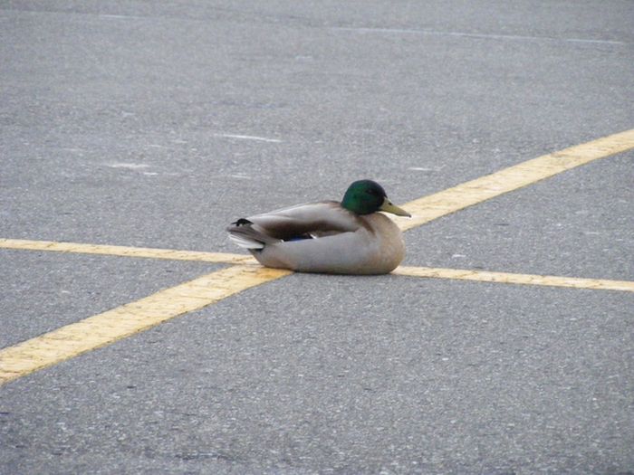 ducks on park spaces