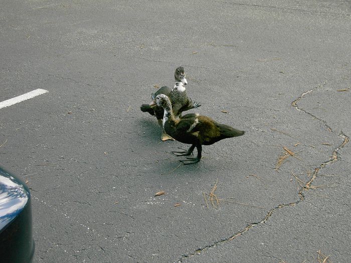 ducks on park spaces