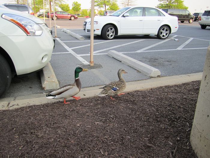 ducks on park spaces