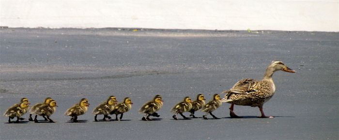 ducks on park spaces