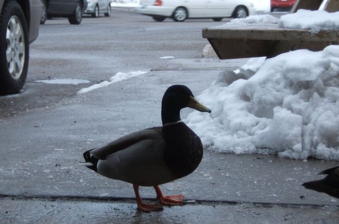 ducks on park spaces