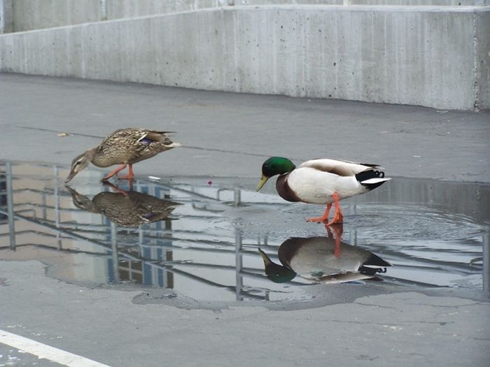 ducks on park spaces