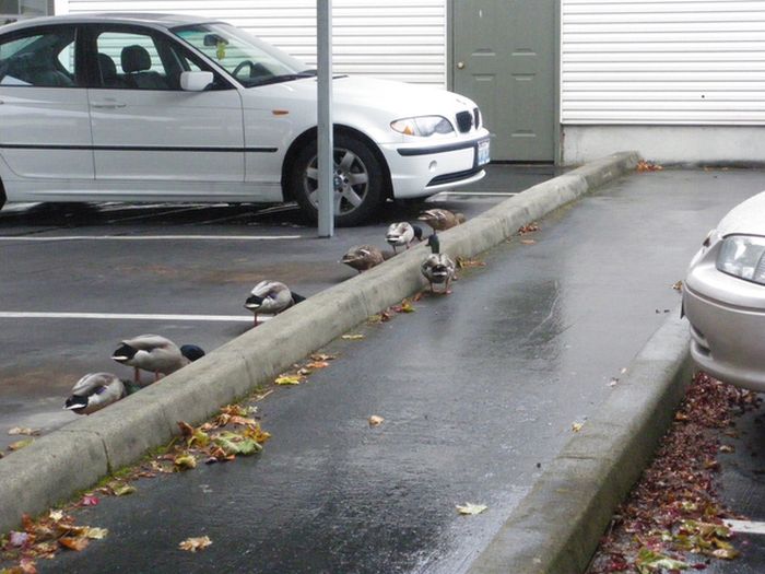 ducks on park spaces