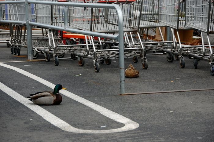 ducks on park spaces