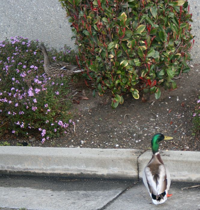 ducks on park spaces