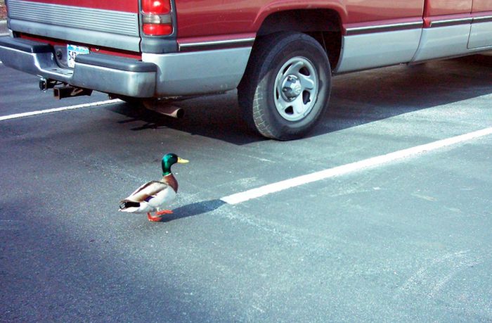 ducks on park spaces