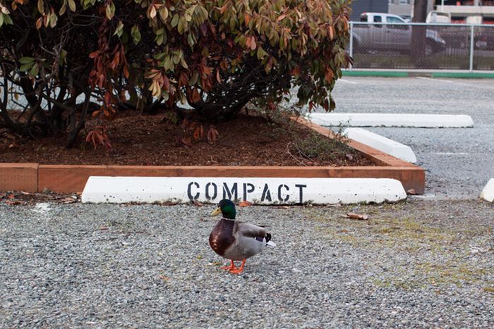 ducks on park spaces