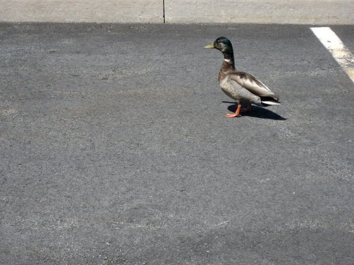 ducks on park spaces