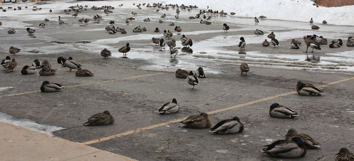 ducks on park spaces