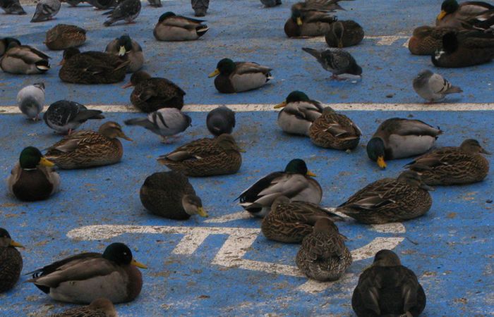 ducks on park spaces