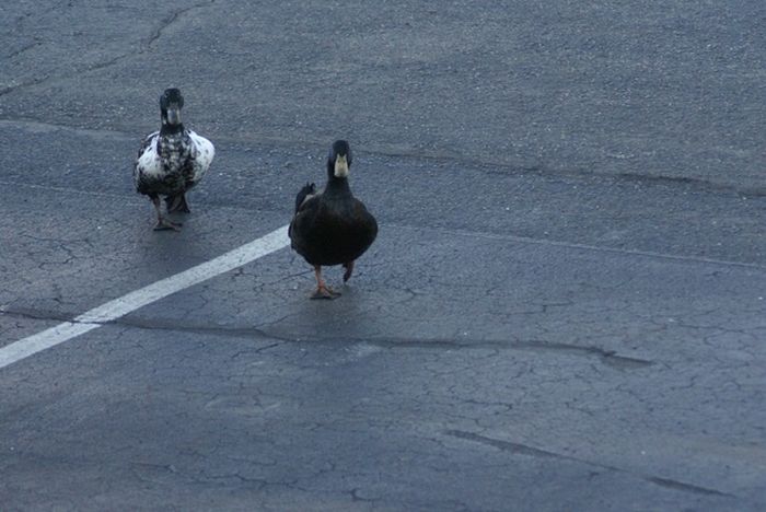 ducks on park spaces