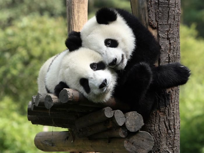 Giant pandas at Sichuan Sanctuaries, China