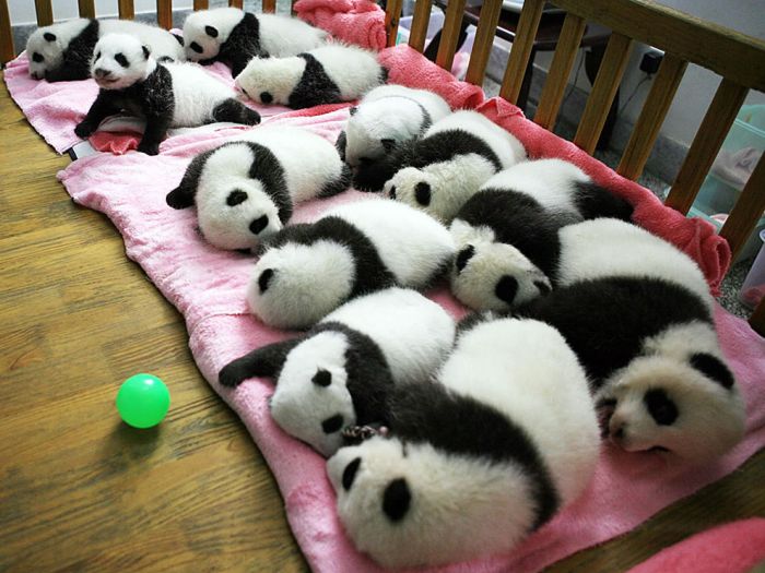 Giant pandas at Sichuan Sanctuaries, China