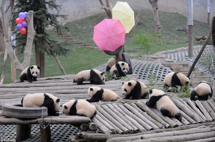 Giant pandas at Sichuan Sanctuaries, China