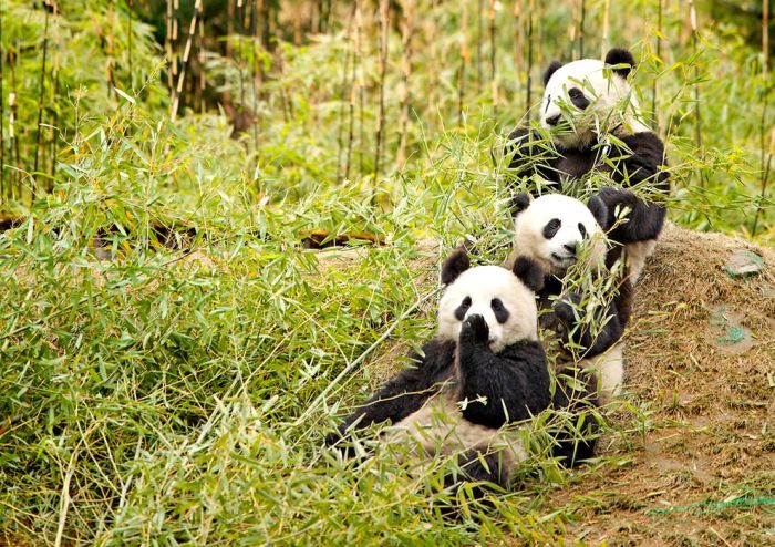 Giant pandas at Sichuan Sanctuaries, China