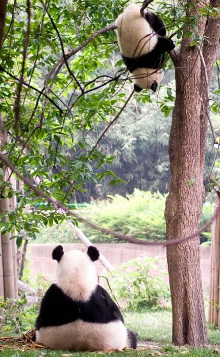 Giant pandas at Sichuan Sanctuaries, China