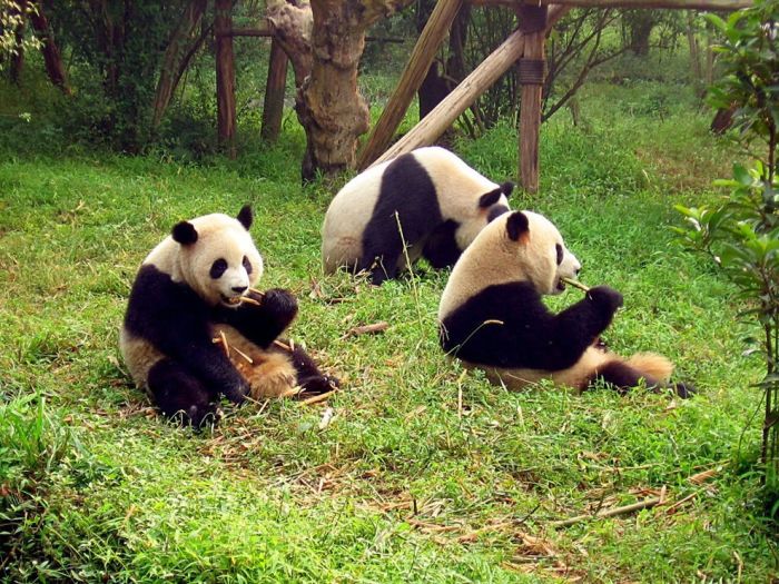 Giant pandas at Sichuan Sanctuaries, China