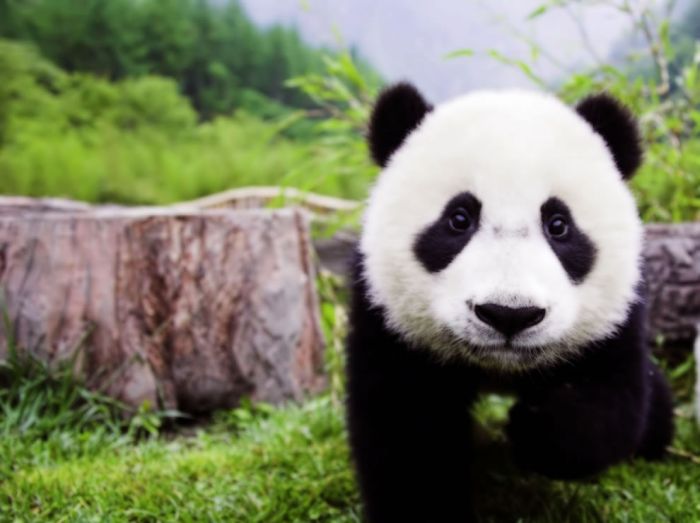 Giant pandas at Sichuan Sanctuaries, China