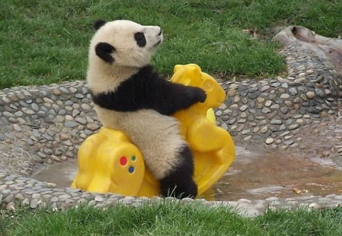 Giant pandas at Sichuan Sanctuaries, China