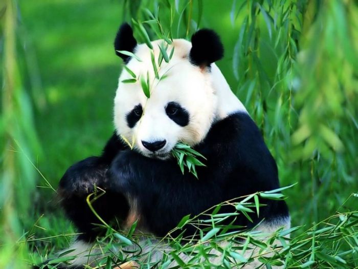 Giant pandas at Sichuan Sanctuaries, China