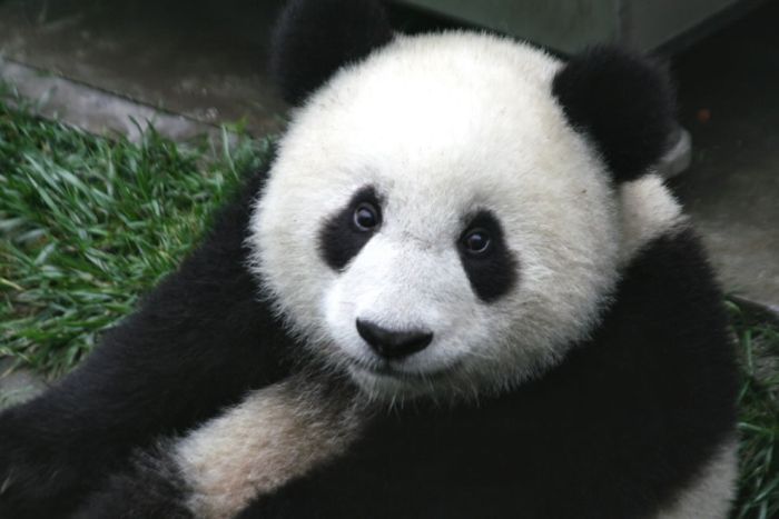 Giant pandas at Sichuan Sanctuaries, China