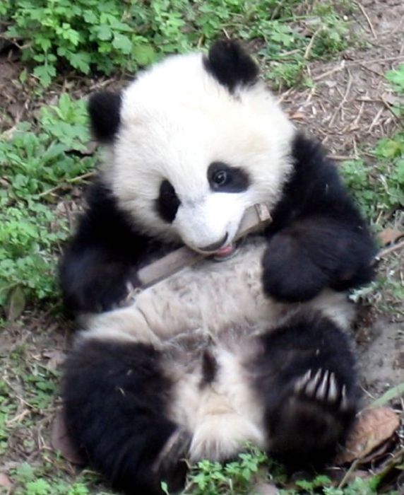 Giant pandas at Sichuan Sanctuaries, China